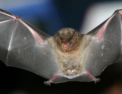 Carollia brevicauda