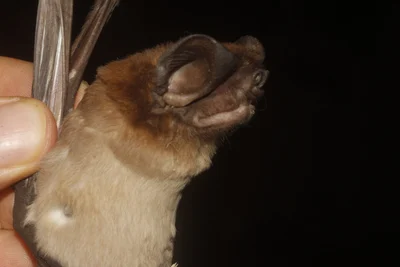 Eumops ferox