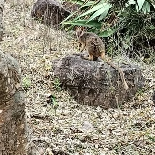 ミミナガイワワラビー