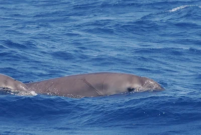 ヒガシアメリカオウギハクジラ