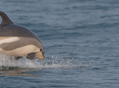 Atlantic White-sided Dolphin