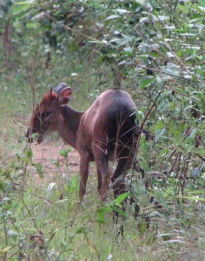 Peters’ Duiker