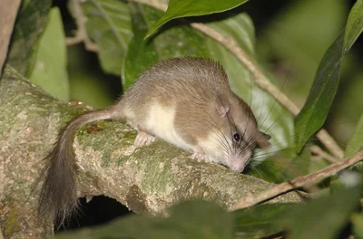Malabar Spiny Dormouse
