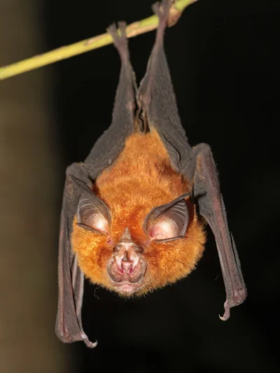 Rhinolophus affinis