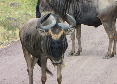 Connochaetes mearnsi