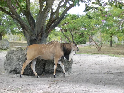 Tragelaphus derbianus