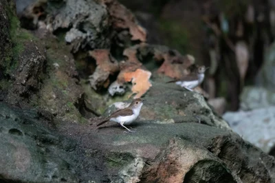 White-chested Babbler