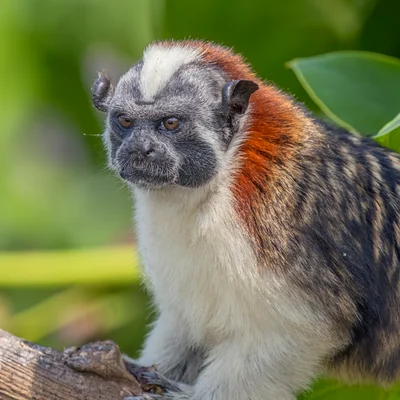Oedipomidas geoffroyi