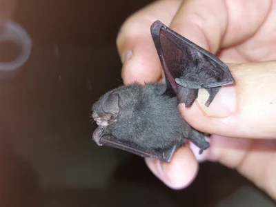 ツメナシコウモリ