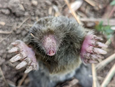 ウスイロセイブモグラ