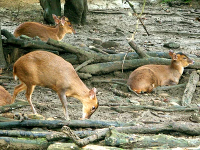 キョン