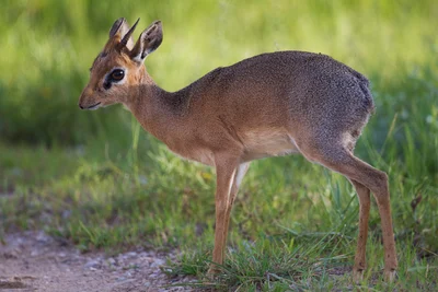 キルクディクディク