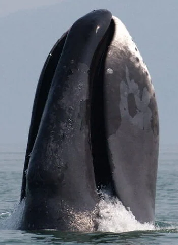Bowhead whale