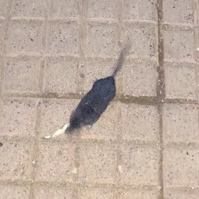 ヤマジャコウネズミ