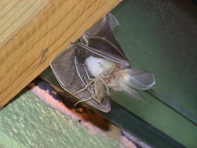 Nycteris thebaica