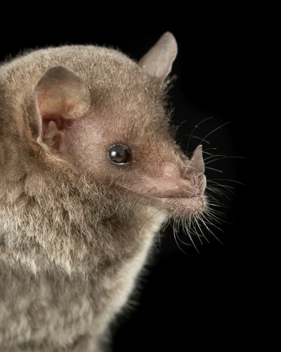 Anoura peruana