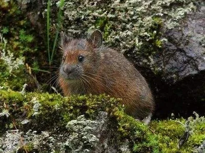 フォレストナキウサギ