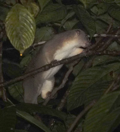 オビクスクス