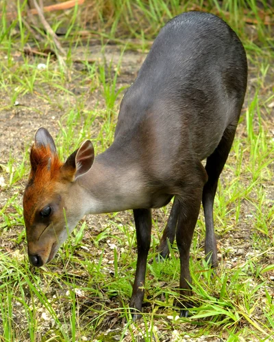 Black Duiker