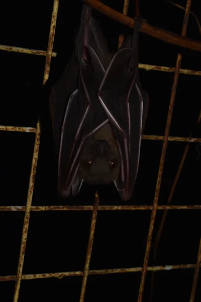 ピーターフルーツコウモリ