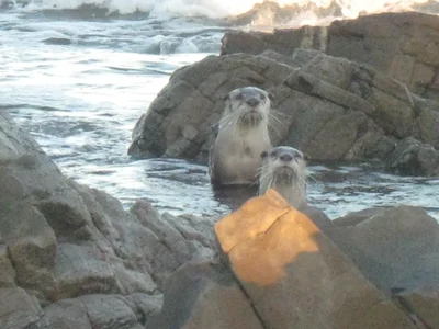 ツメナシカワウソ