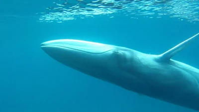ツノシマクジラ