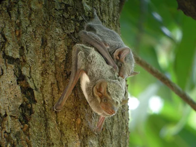 Mauritian Tomb Bat
