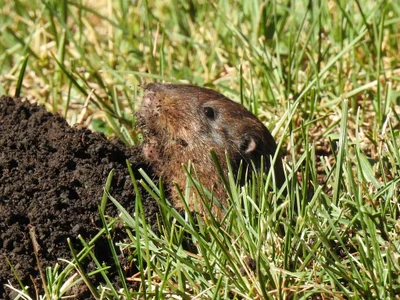 Megascapheus ruidosae