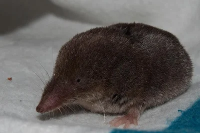 Cryptotis orophilus