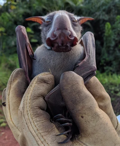 ウマヅラコウモリ
