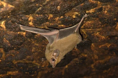 Coleura gallarum