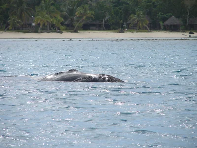 ミナミセミクジラ