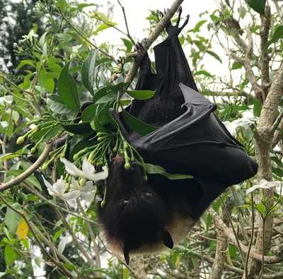 ニューヘブリデスオオコウモリ