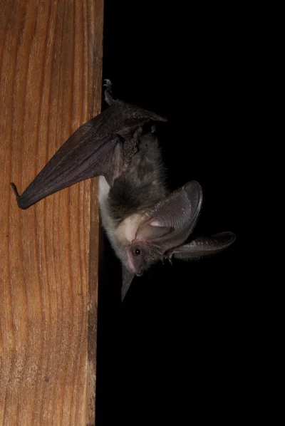 Plecotus macrobullaris