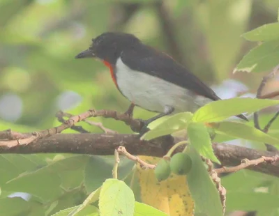 Blue-cheeked Flowerpecker