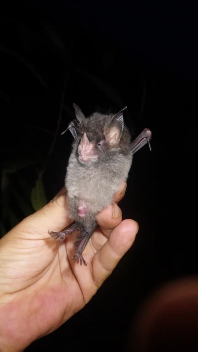 ヒルフルーツヘラコウモリ