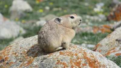 ラダックナキウサギ