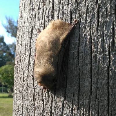 Dasypterus ega
