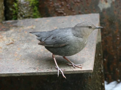 メキシコカワガラス
