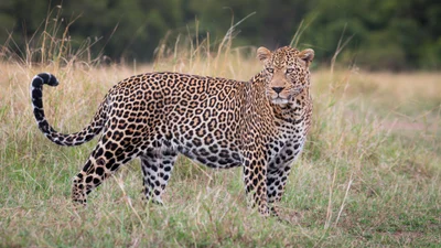 ヒョウ