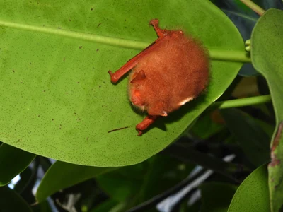 インドヒオドシコウモリ