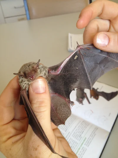 ボールストンヒロバナコウモリ