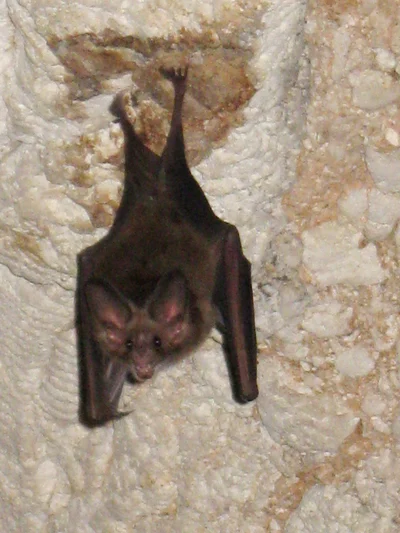 Waterhouse's Leaf-nosed Bat