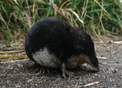 ミズトガリネズミ