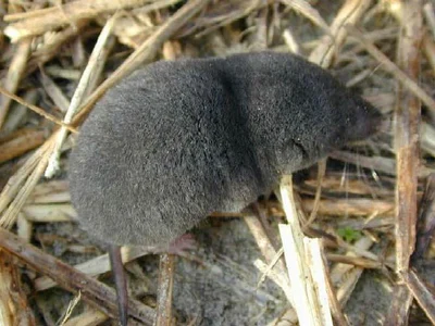 ミナミブラリナトガリネズミ