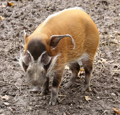 アカカワイノシシ