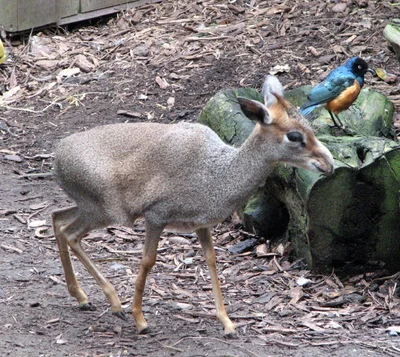 ギュンターディクディク
