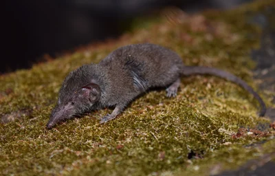 Crocidura horsfieldii
