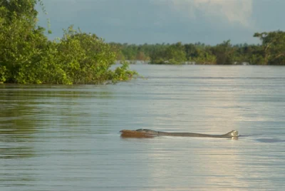 Irrawaddy Dolphin