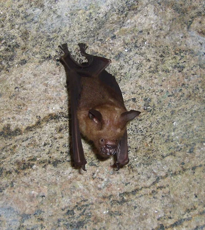 スリランカカグラコウモリ